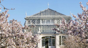 Prunus mikurumagaeshi by the Temperate House c RBG Kew Jeff Eden